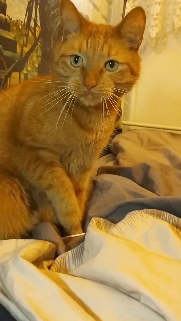 Zaginął kot, Jastrzębie-Zdrój, 18 grudnia 2025 (5/6)