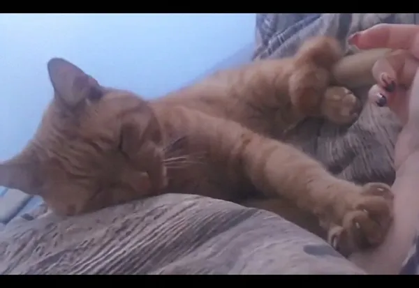 Zaginął kot, Jastrzębie-Zdrój, 18 grudnia 2025 (6/6)