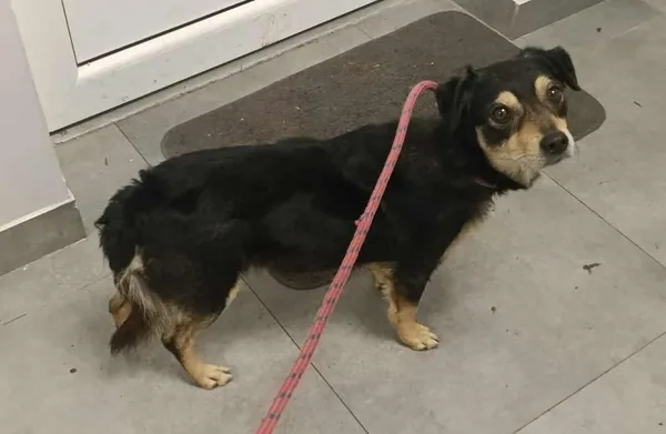 Znaleziono psa, Toruń, 14 listopada 2025