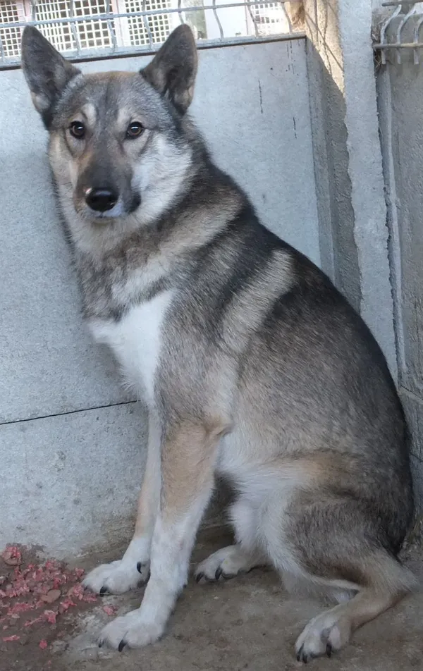 Znaleziono psa, Nowa Krępa, 16 października 2025