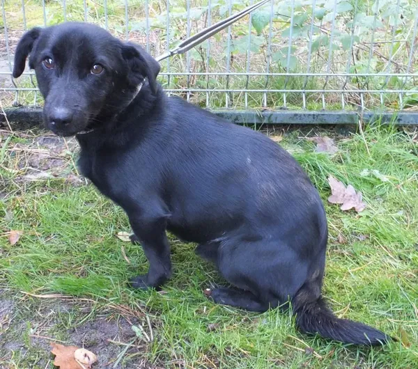 Znaleziono psa, Nowa Krępa, 14 października 2025