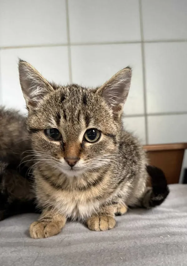 Znaleziono kota, Lublin, 29 października 2025