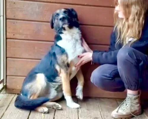 Pies do adopcji, Głowno, 16 listopada 2025 (1/4)