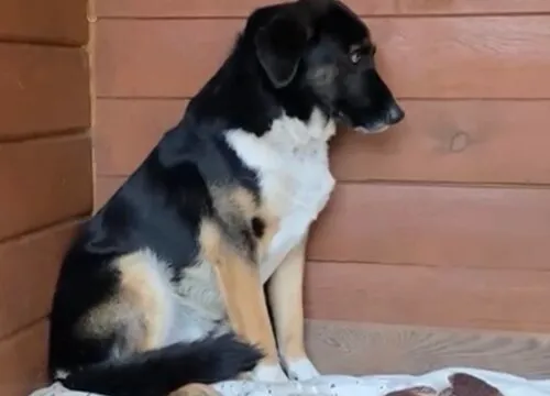 Pies do adopcji, Głowno, 16 listopada 2025 (2/4)