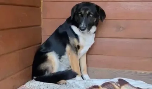 Pies do adopcji, Głowno, 16 listopada 2025 (3/4)