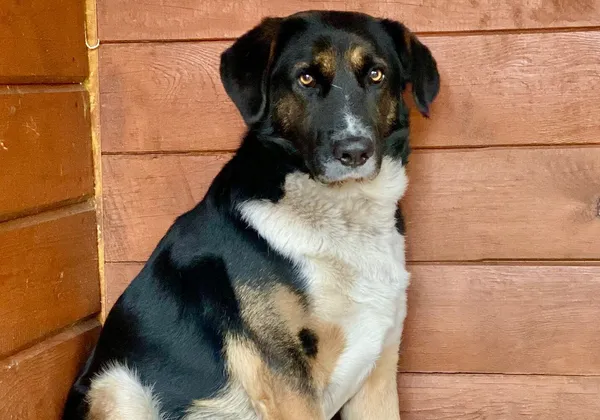 Pies do adopcji, Głowno, 16 listopada 2025 (4/4)