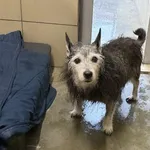 Pies do adopcji