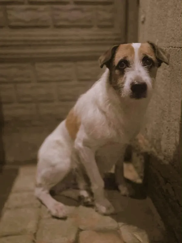 Pies do adopcji, Zgierz, 16 listopada 2025 (1/4)