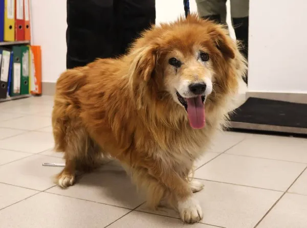 Znaleziono psa, Łódź, 16 listopada 2025 (1/4)