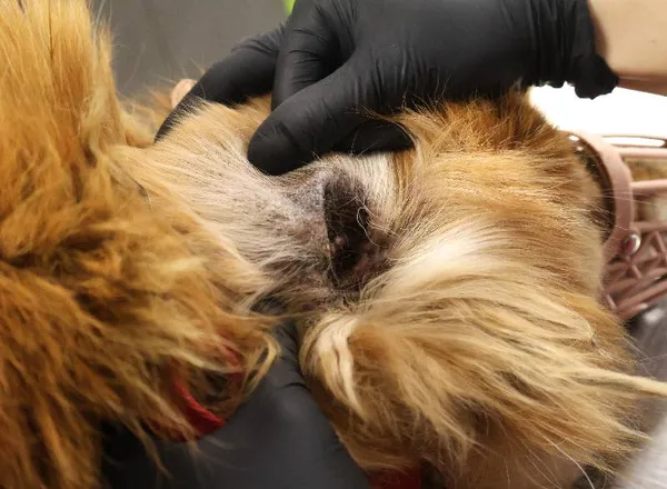 Znaleziono psa, Łódź, 16 listopada 2025 (3/4)