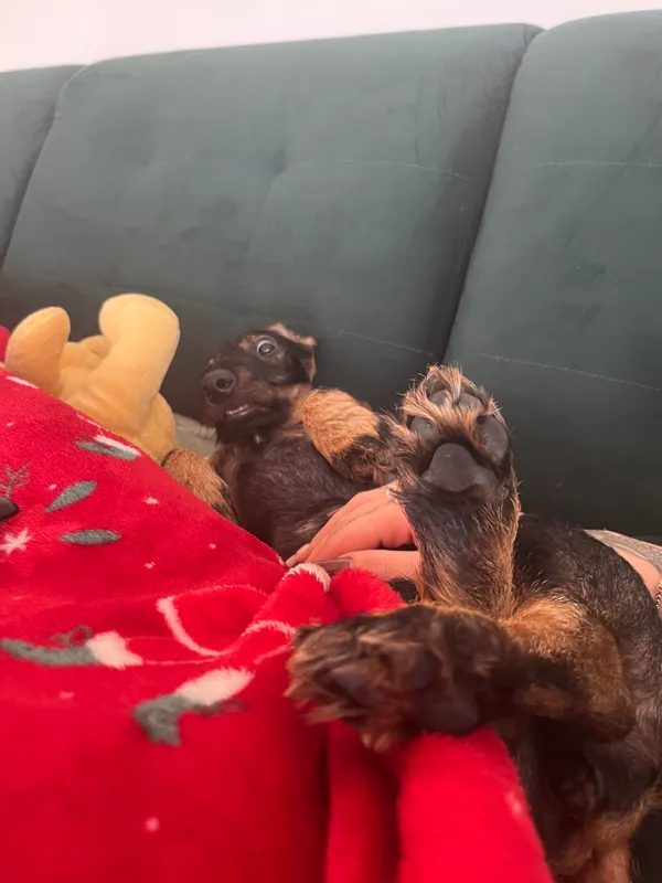 Zaginął pies, Szaflary, 17 listopada 2025 (2/3)