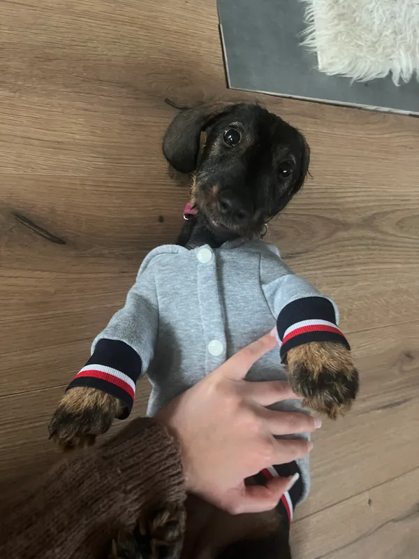 Zaginął pies, Szaflary, 17 listopada 2025 (2/2)