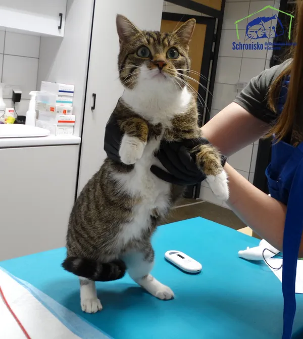 Znaleziono kota, Szczecin, 16 listopada 2025