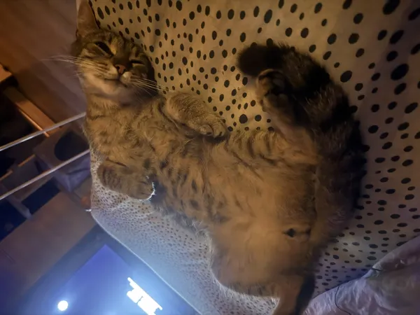 Zaginął kot, Łódź, 16 listopada 2025