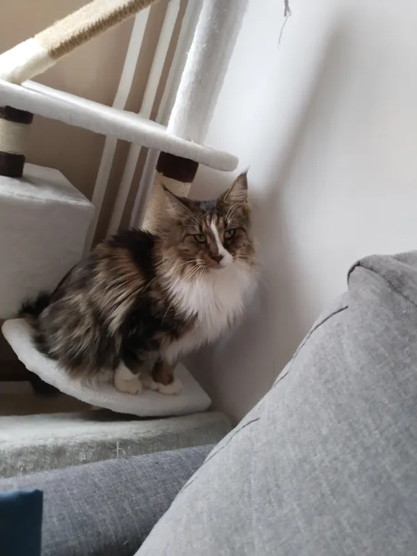 Zaginął kot, Sulechów, 17 listopada 2025 (2/3)