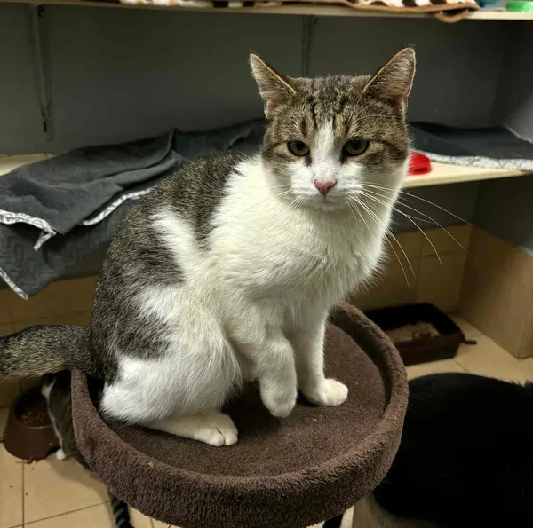 Kot do adopcji, Olsztyn, 1 listopada 2025 (2/3)