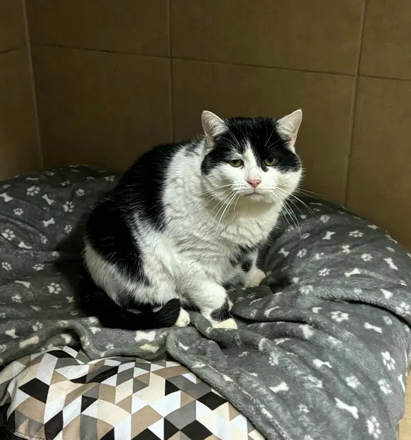 Kot do adopcji, Olsztyn, 27 października 2025 (1/3)