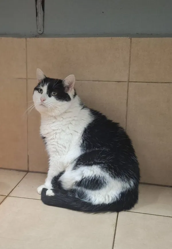 Kot do adopcji, Olsztyn, 27 października 2025 (2/3)