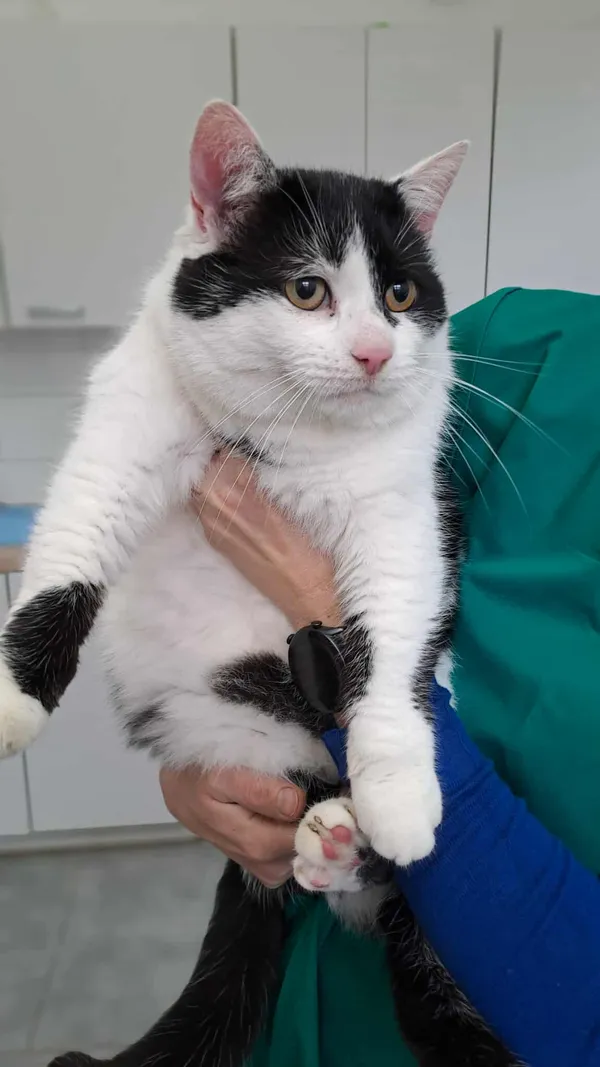 Kot do adopcji, Olsztyn, 27 października 2025 (3/3)