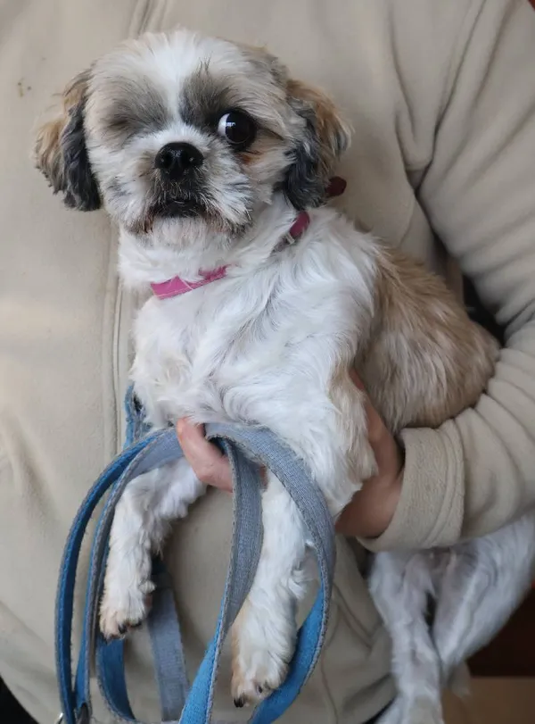 Znaleziono psa, Łódź, 16 listopada 2025 (1/3)