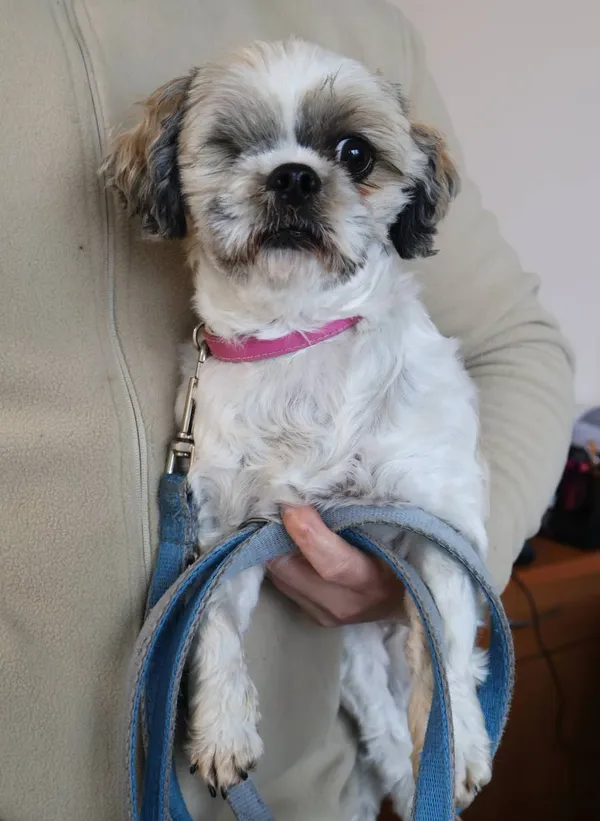 Znaleziono psa, Łódź, 16 listopada 2025 (2/3)