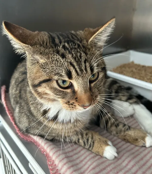 Znaleziono kota, Gdańsk, 17 listopada 2025