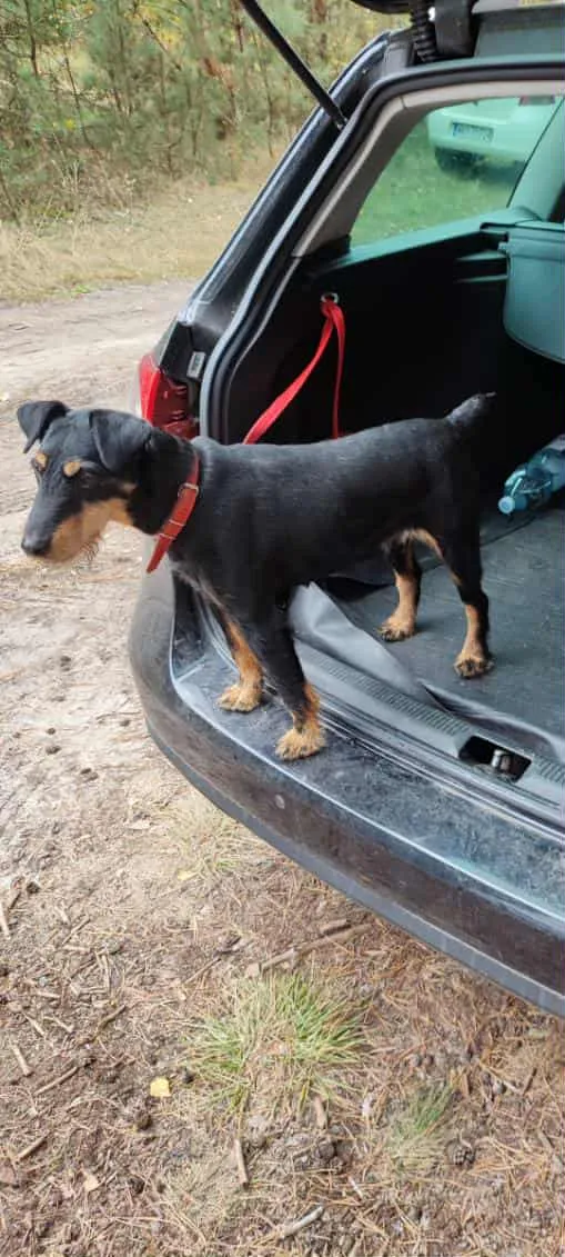 Zaginął pies, Rybienko Stare, 17 listopada 2025 (3/3)