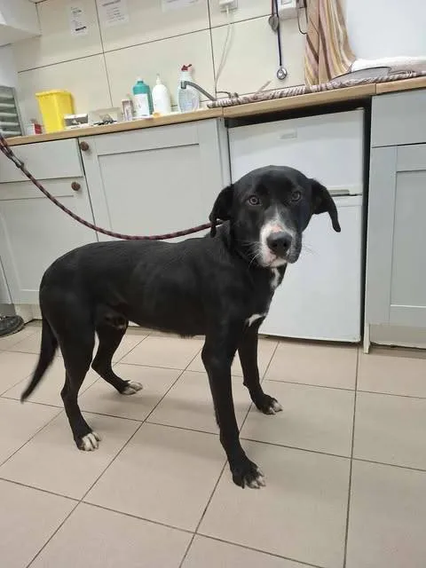 Znaleziono psa, Grudziądz, 17 listopada 2025