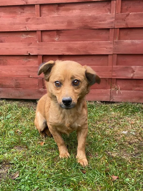 Znaleziono psa, Czartki, 17 listopada 2025