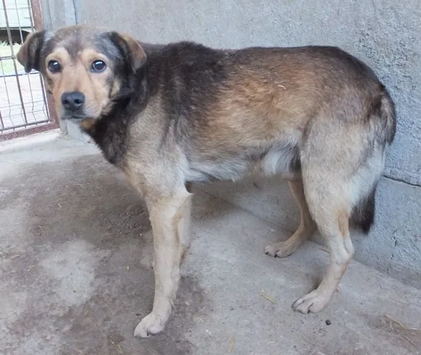 Znaleziono psa, Nowa Krępa, 29 października 2025