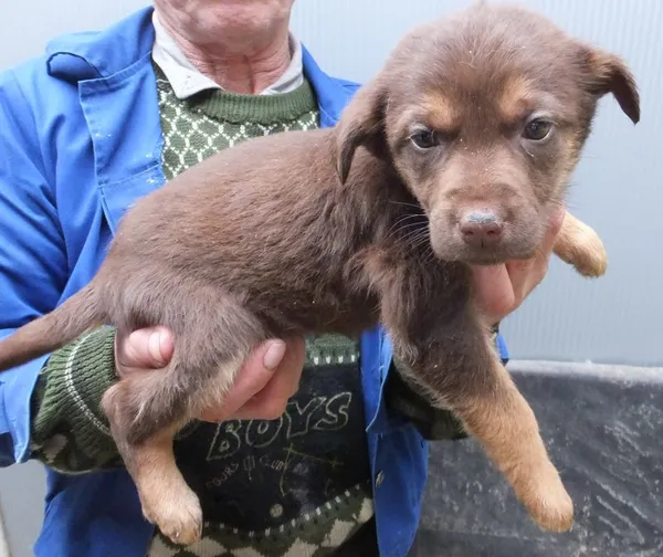 Znaleziono psa, Nowa Krępa, 24 października 2025