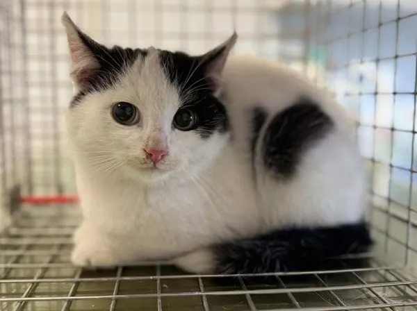 Znaleziono kota, Lublin, 16 listopada 2025