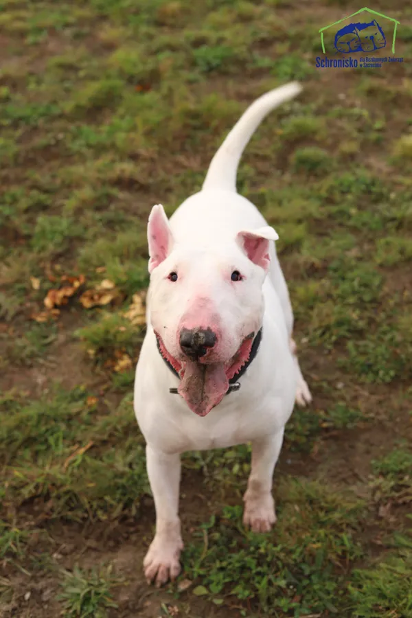 Pies do adopcji, Szczecin, 10 października 2025 (1/3)