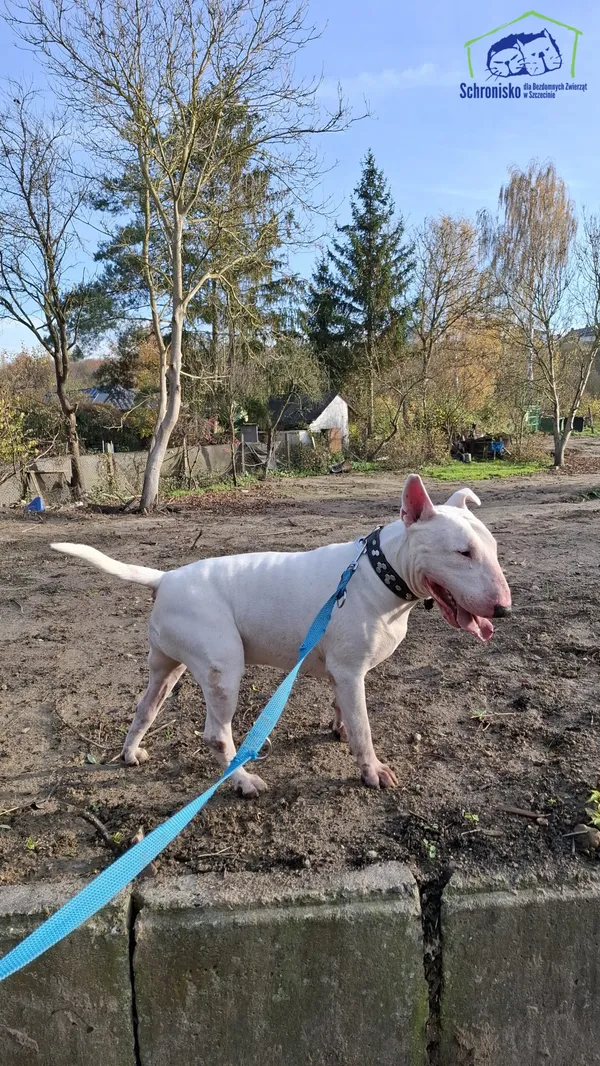 Pies do adopcji, Szczecin, 10 października 2025 (3/3)
