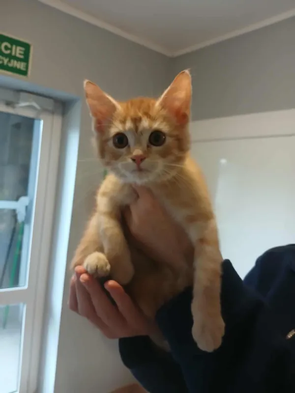 Kot do adopcji, Włocławek, 16 listopada 2025