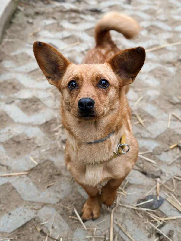 Pies do adopcji, Korabiewice, 17 listopada 2025 (1/5)