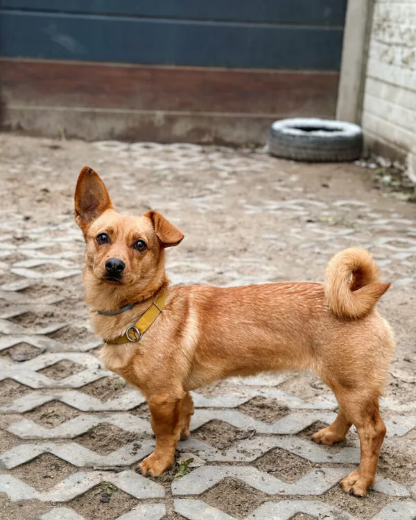 Pies do adopcji, Korabiewice, 17 listopada 2025 (2/5)