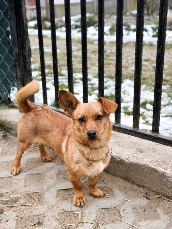 Pies do adopcji, Korabiewice, 17 listopada 2025 (3/5)