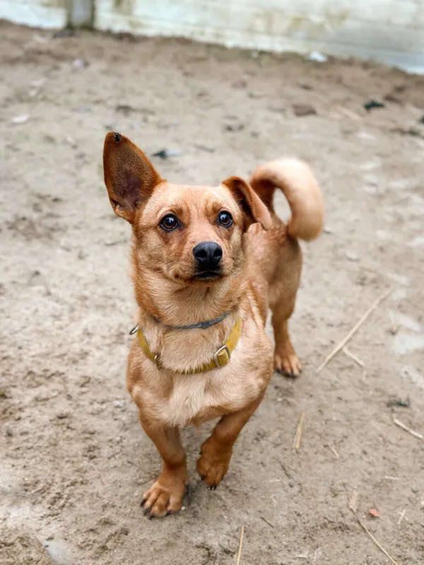 Pies do adopcji, Korabiewice, 17 listopada 2025 (4/5)