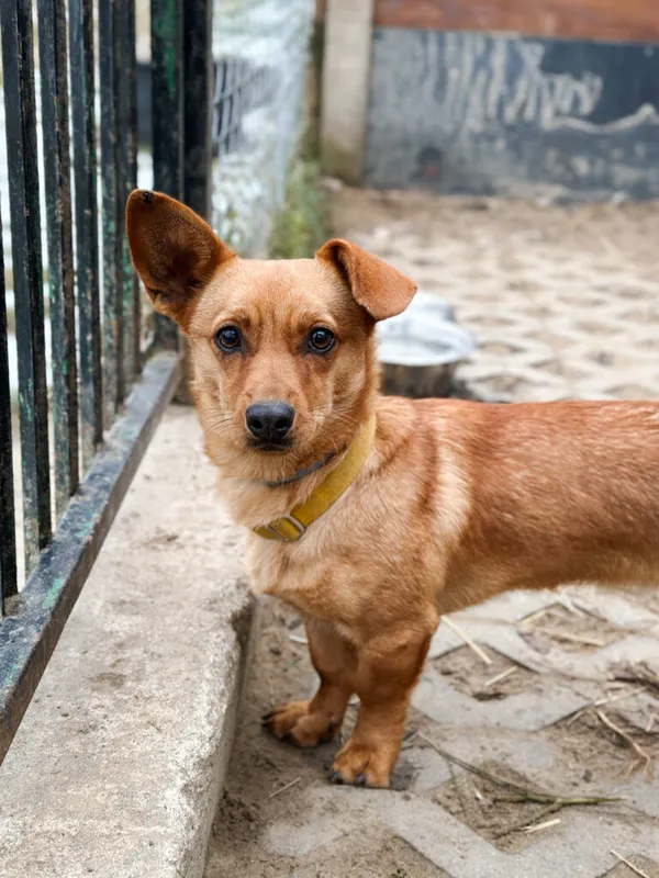 Pies do adopcji, Korabiewice, 17 listopada 2025 (5/5)