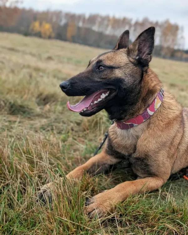 Pies do adopcji, Korabiewice, 17 listopada 2025 (2/5)