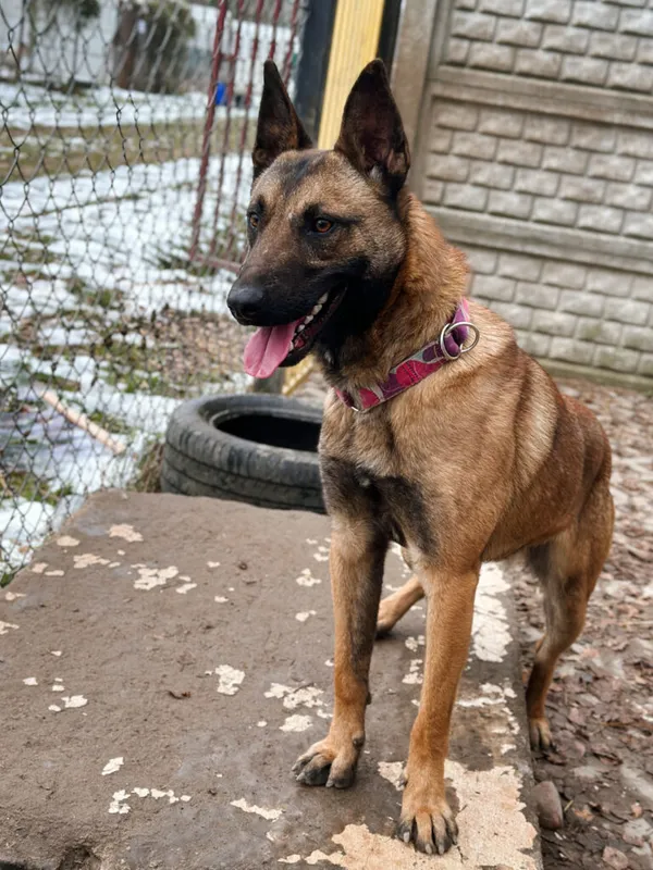 Pies do adopcji, Korabiewice, 17 listopada 2025 (4/5)