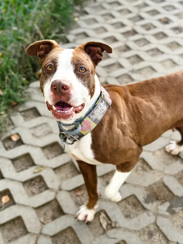 Pies do adopcji, Korabiewice, 17 listopada 2025 (4/5)