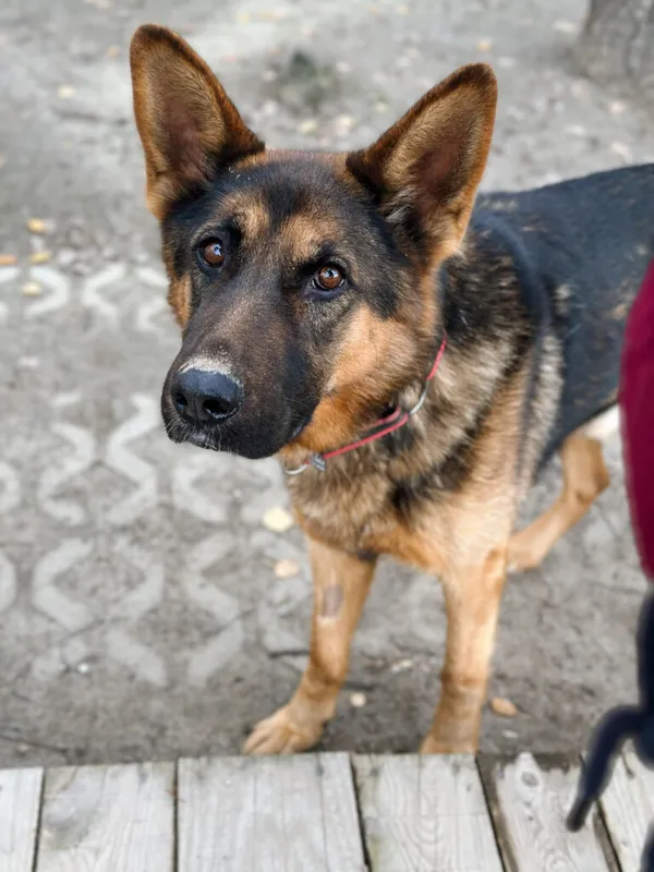 Pies do adopcji, Korabiewice, 17 listopada 2025 (1/5)