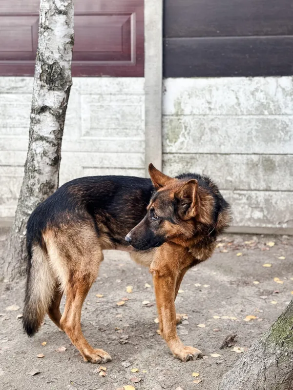 Pies do adopcji, Korabiewice, 17 listopada 2025 (5/5)