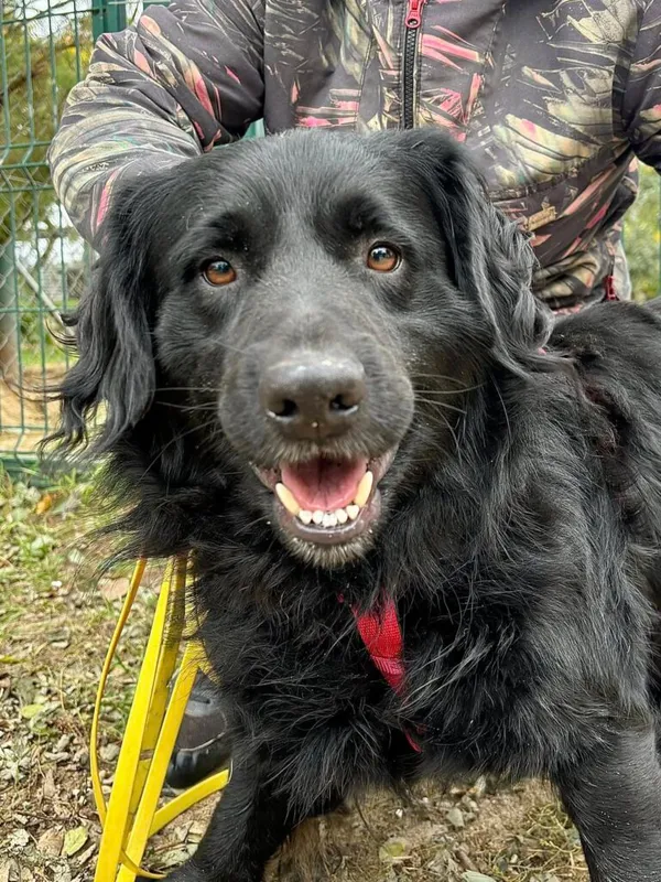 Pies do adopcji, Przyborówko, 17 listopada 2025 (1/3)