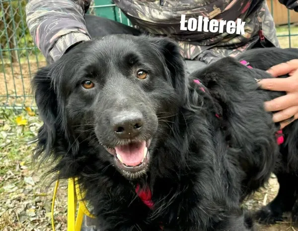 Pies do adopcji, Przyborówko, 17 listopada 2025 (2/3)