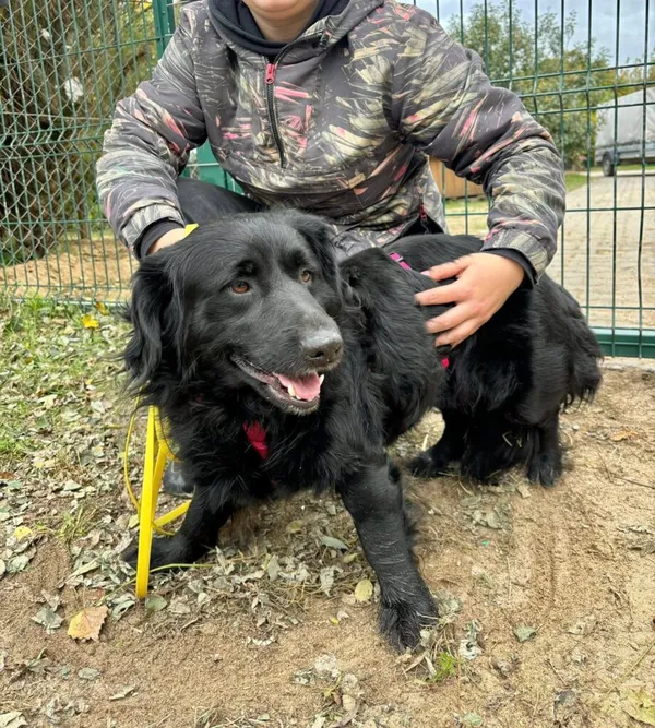 Pies do adopcji, Przyborówko, 17 listopada 2025 (3/3)