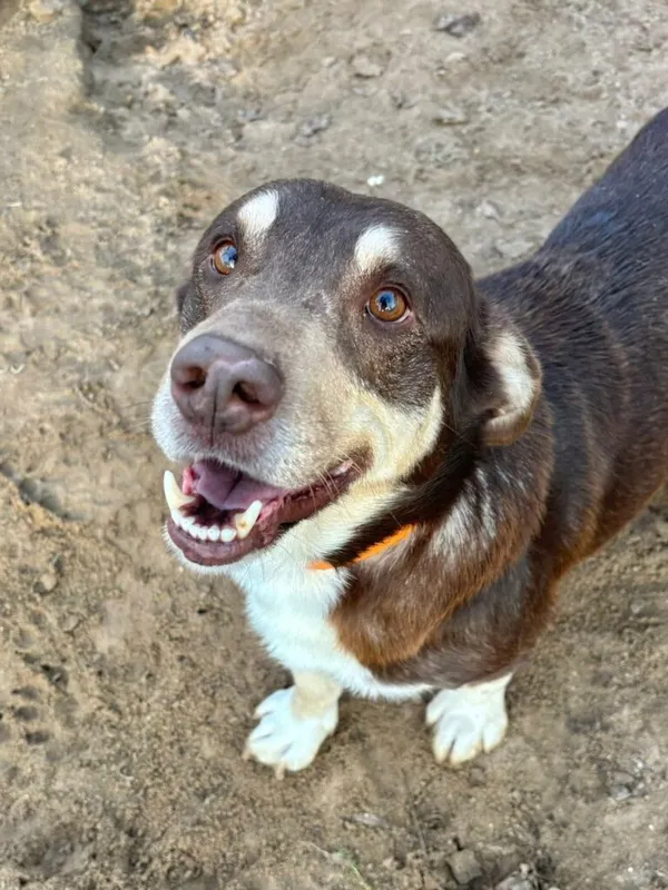 Pies do adopcji, Przyborówko, 17 listopada 2025 (1/3)