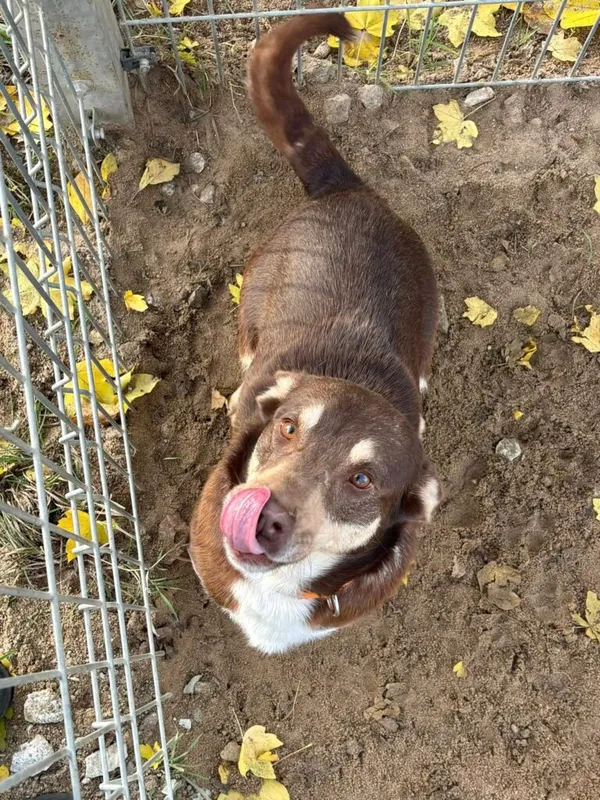 Pies do adopcji, Przyborówko, 17 listopada 2025 (2/3)